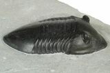 Inflated Isotelus Trilobite - Walcott-Rust Quarry, NY #231918-1